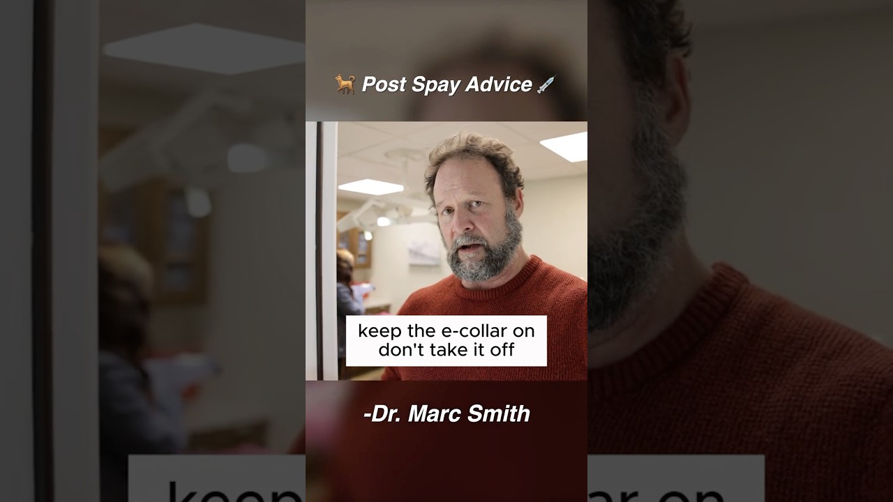 How to Care for Your Dog After Spay Surgery | Marc Smith, DVM, MS