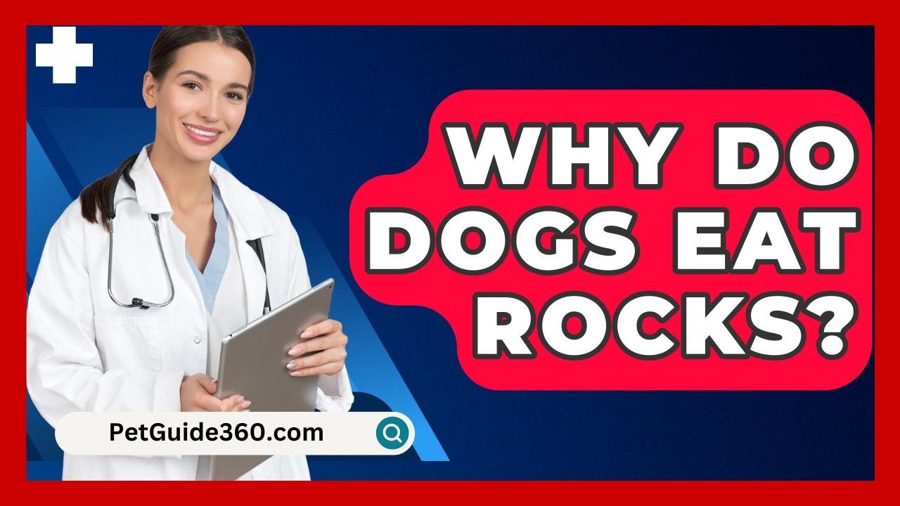 Why Do Dogs Eat Rocks? - PetGuide360.com