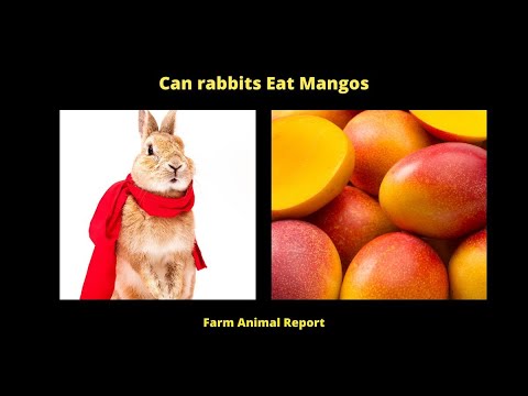 Can Rabbits Eat Mangoes