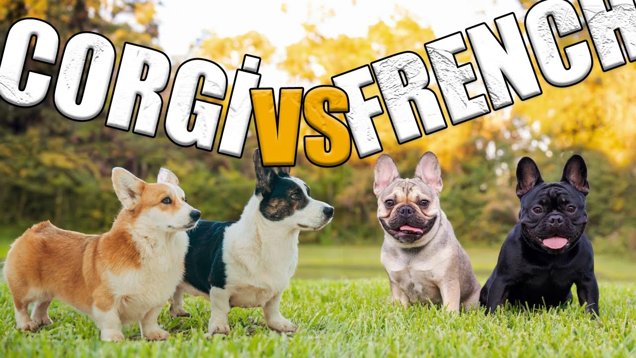 Corgi vs French Bulldog! Which One is Better For You?
