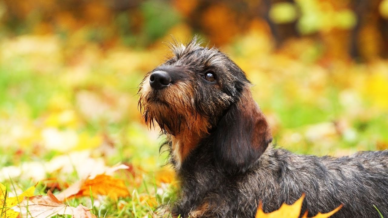 How much do Dachshunds typically cost?