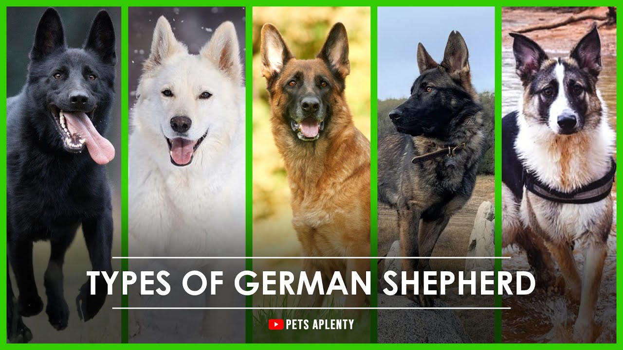 5 Different Types of German Shepherds.   Which is right for you?