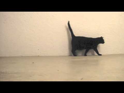 Cat Walking, with great sadness I say, Fluffy does not walk right or left  any more.
