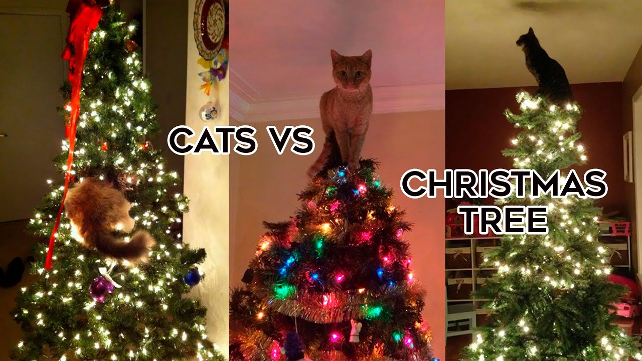 🐈‍⬛Cats Vs Christmas Trees🎄TikTok Compilation 2023 #cats #christmas2023
