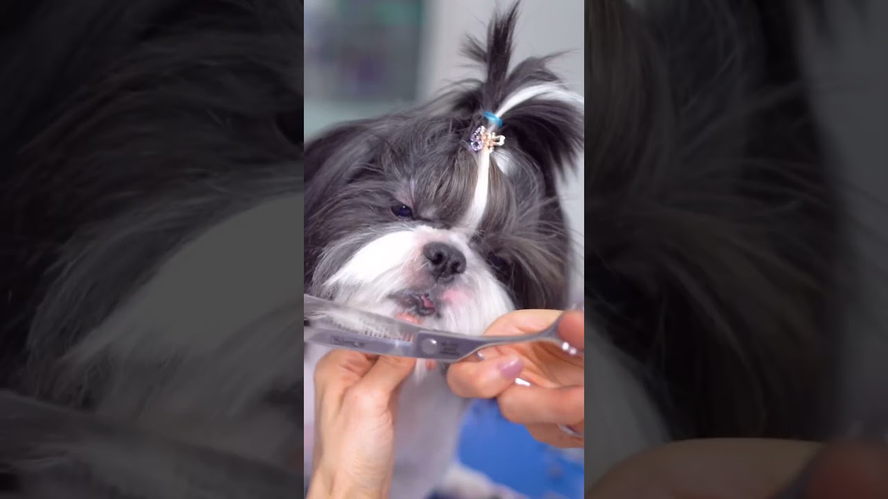 Black and white shih tzu grooming head! ✂️❤️🐶