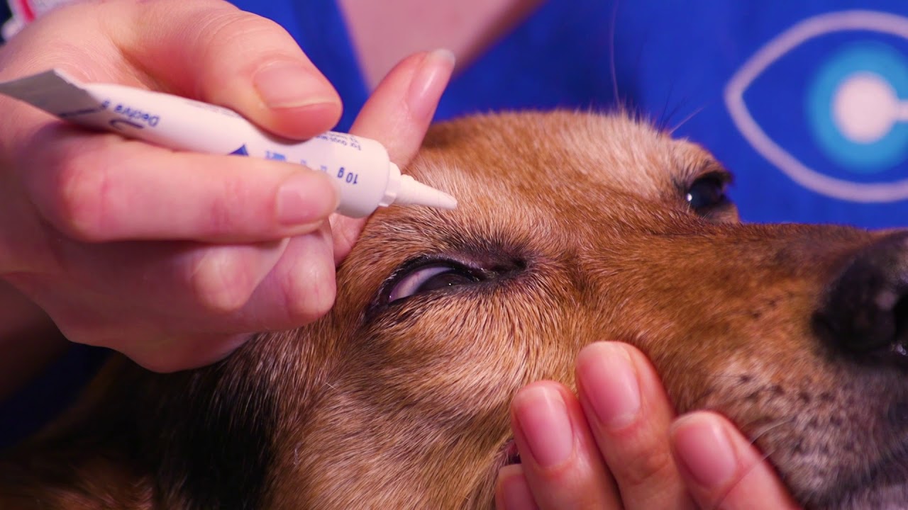 How to apply ointment to your dog's eyes