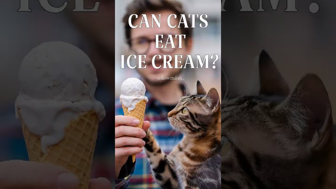 can cats eat ice cream #cats #cat #kitten @TheCatButler