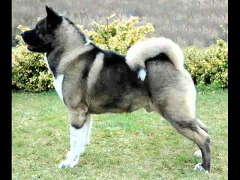 Collcetion Of Dog Breed Akita Pictures | Akita Dogs