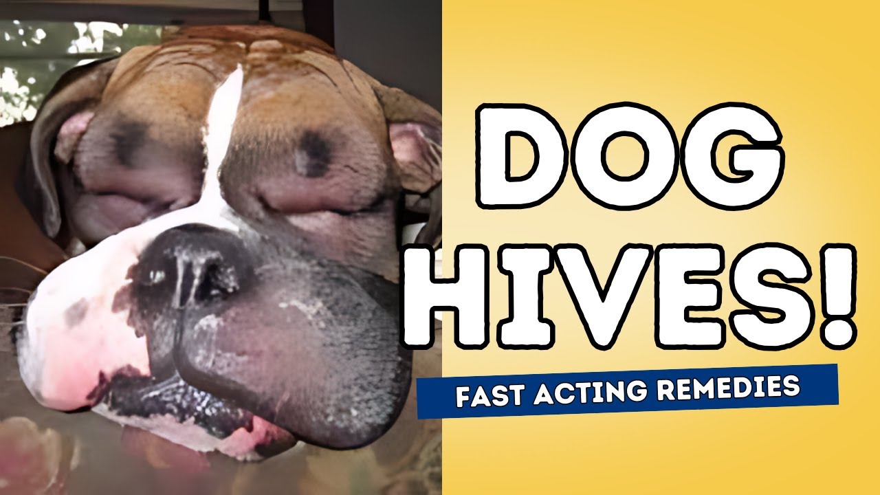 Dog With Hives? Fast Acting Remedies