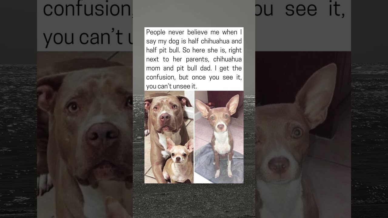 Meet The Unexpected Mix Of Pit Bull And Chihuahua