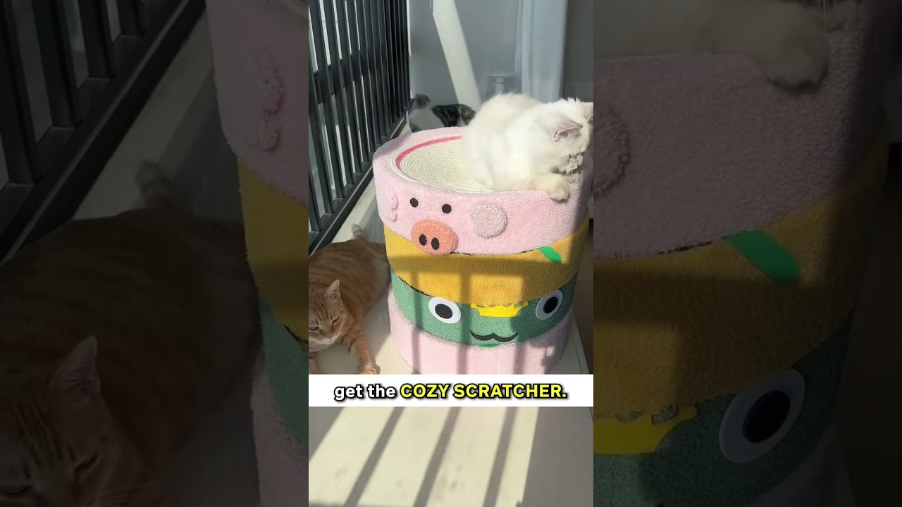 Cat Bed Recommendations! The Last One’s The Best! 😍🐾