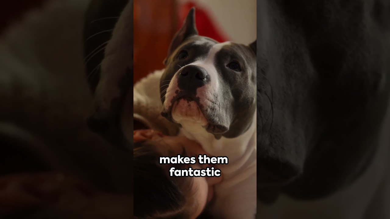 Are Pitbulls Good With Kids? #shorts #pittie #pitbulls