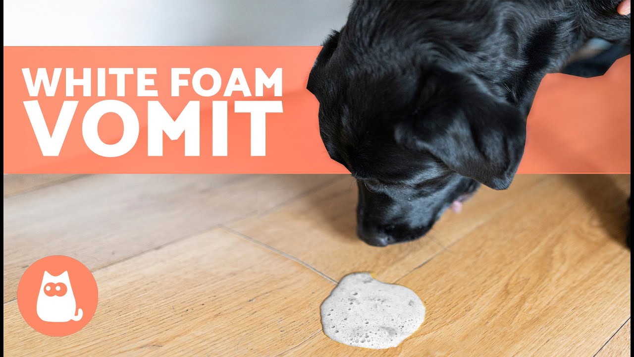 Why Is My DOG VOMITING WHITE FOAM? 🐶 (5 Causes and Treatments)