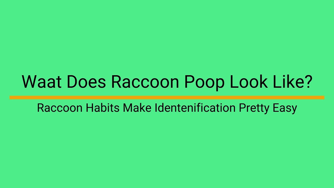 What Does Raccoon Poop Look Like? | Identification & Understanding