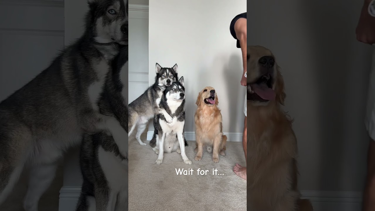 I feel complete now! #dogsofyoutube #dog #dogs #puppy #husky #goldenretriever