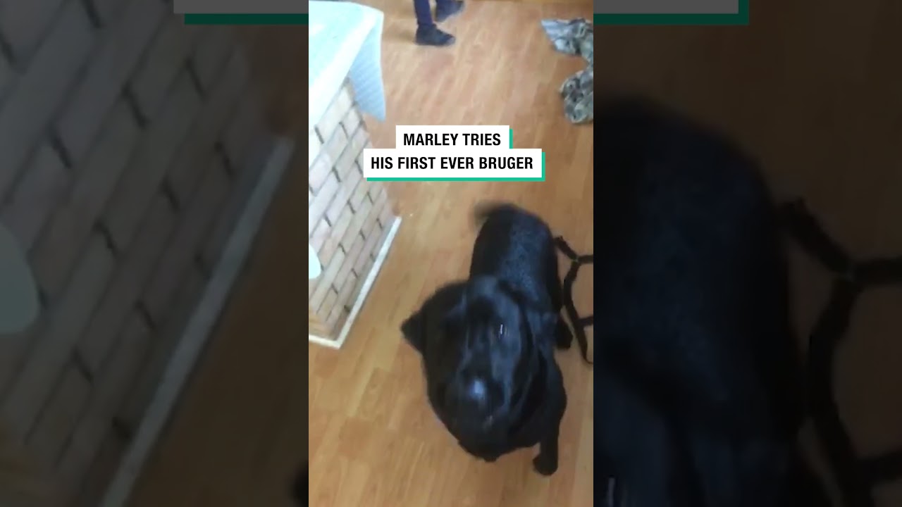 Dog tries a burger for the first time 🤣 (🎥: ViralHog)