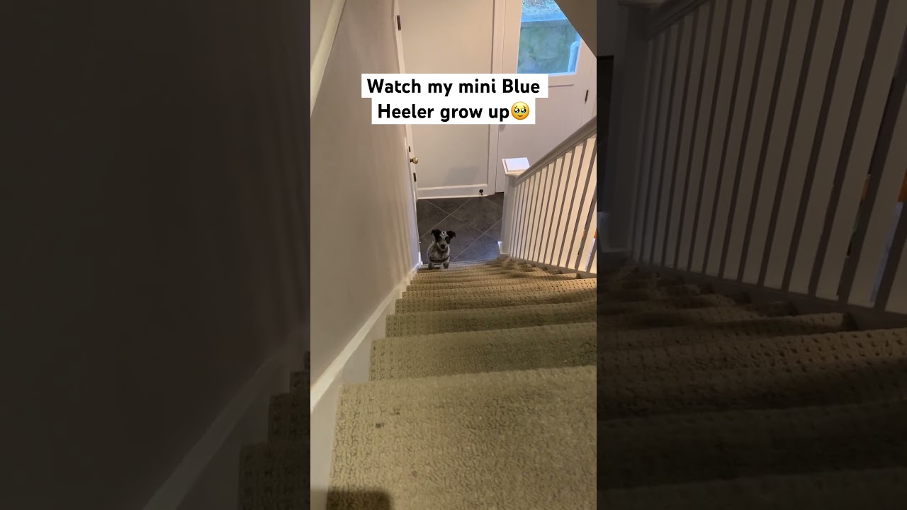 Mini Blue Heeler Growing Up🤧 #blueheeler #puppy #dog #viral