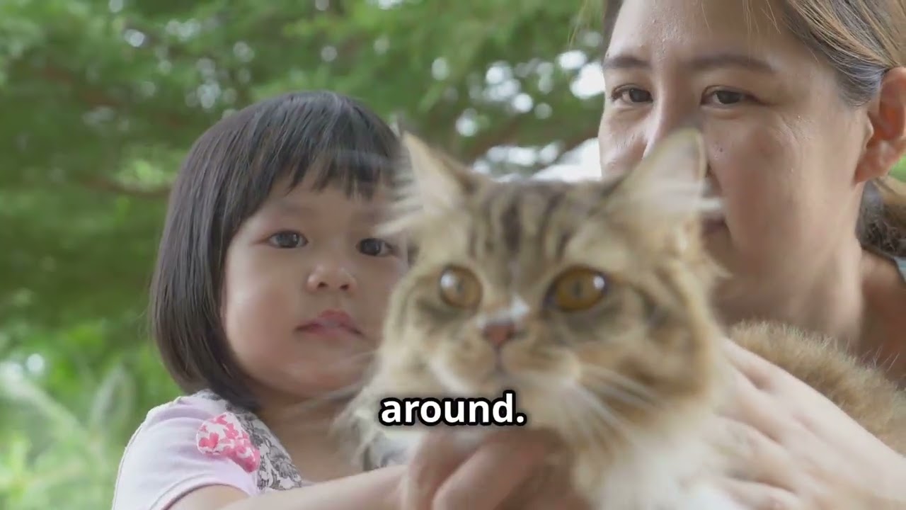 Maine Coon vs. Mixed Breed: The Ultimate Cat Showdown