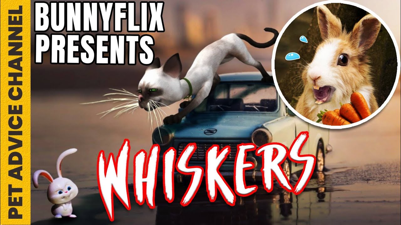Why you should never trim your cat whiskers - 3 good reasons