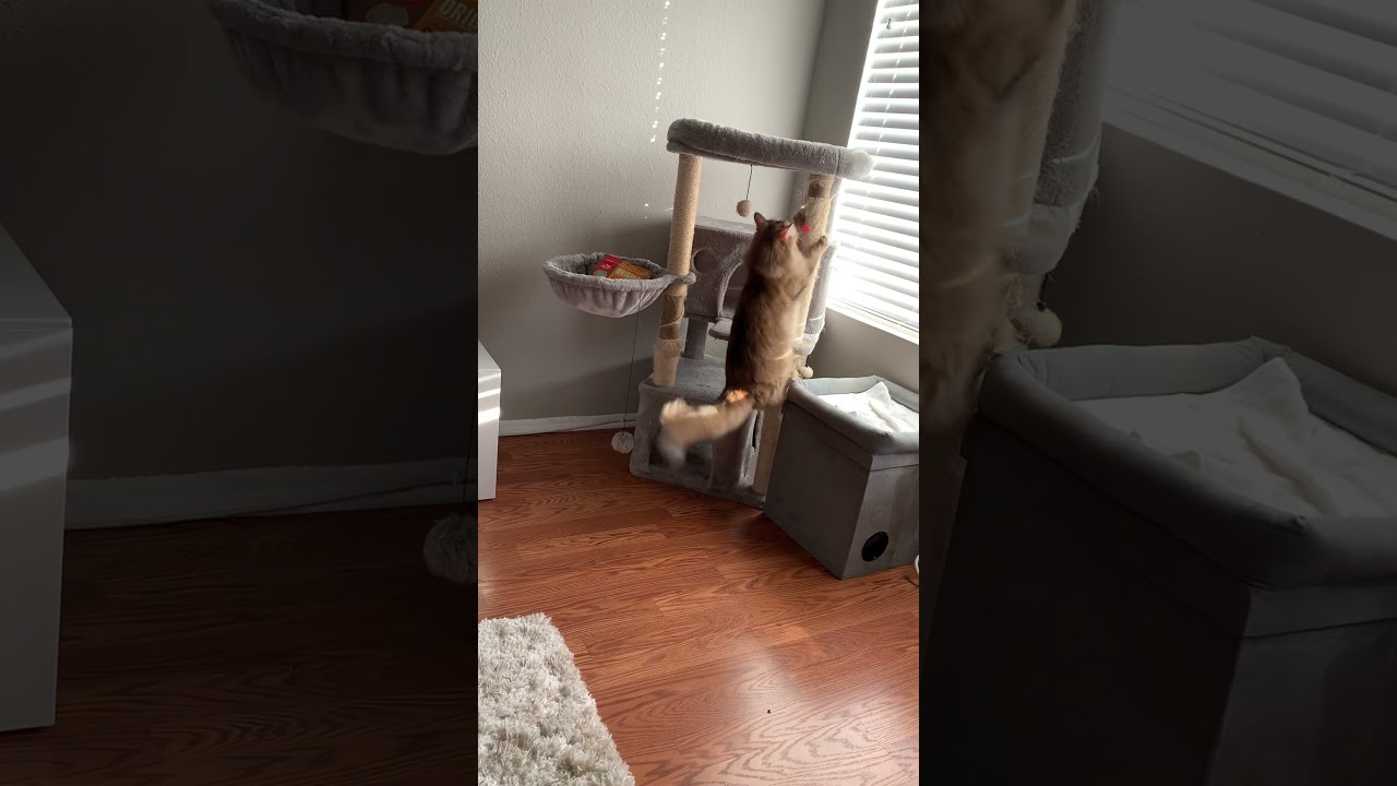 FLUFFY THE RESCUE CAT PLAYS AFTER HIP SURGERY