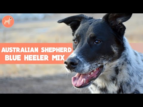 Australian Shepherd Blue Heeler Mix: Everything About This Loyal Farmhand