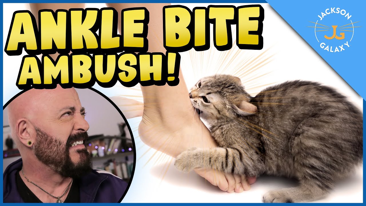 Cats Who Bite: Why Do Cats Bite & What You Can Do