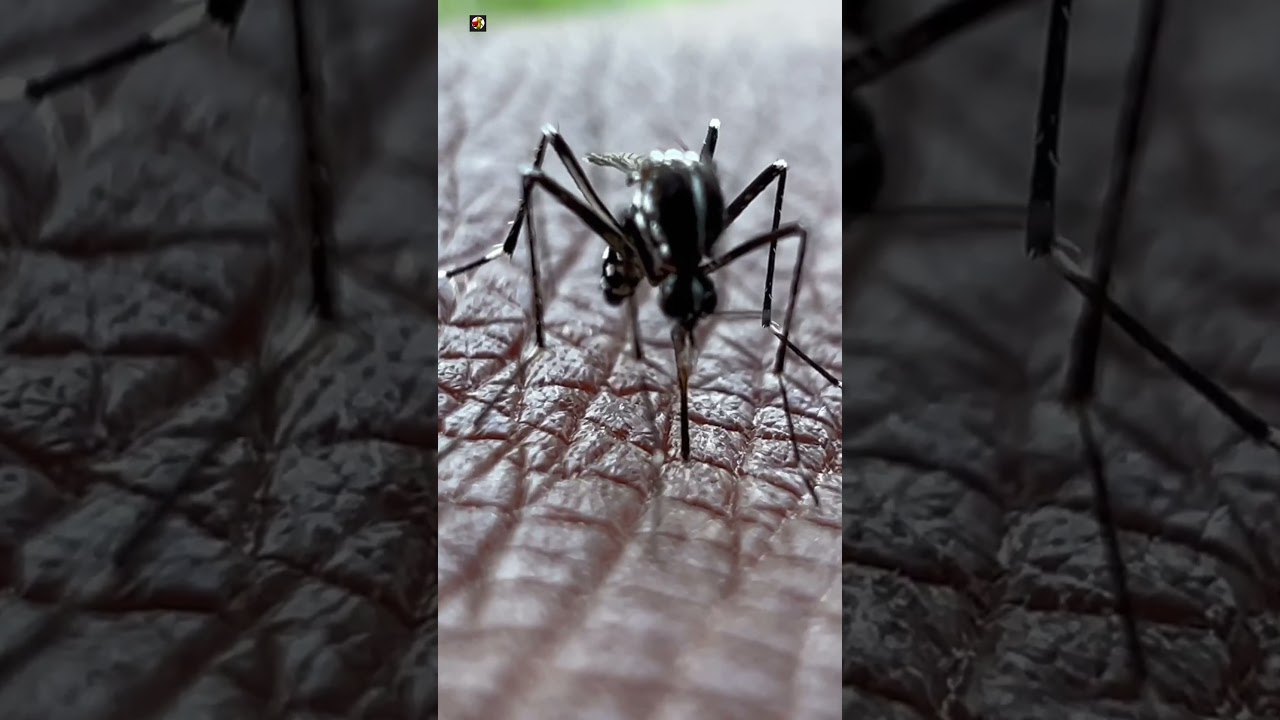 Mosquito Sound 🦟 ( Mosquito Bite ) (1)