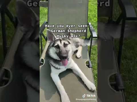 German Shepherd husky mix Credit margotgracethedog