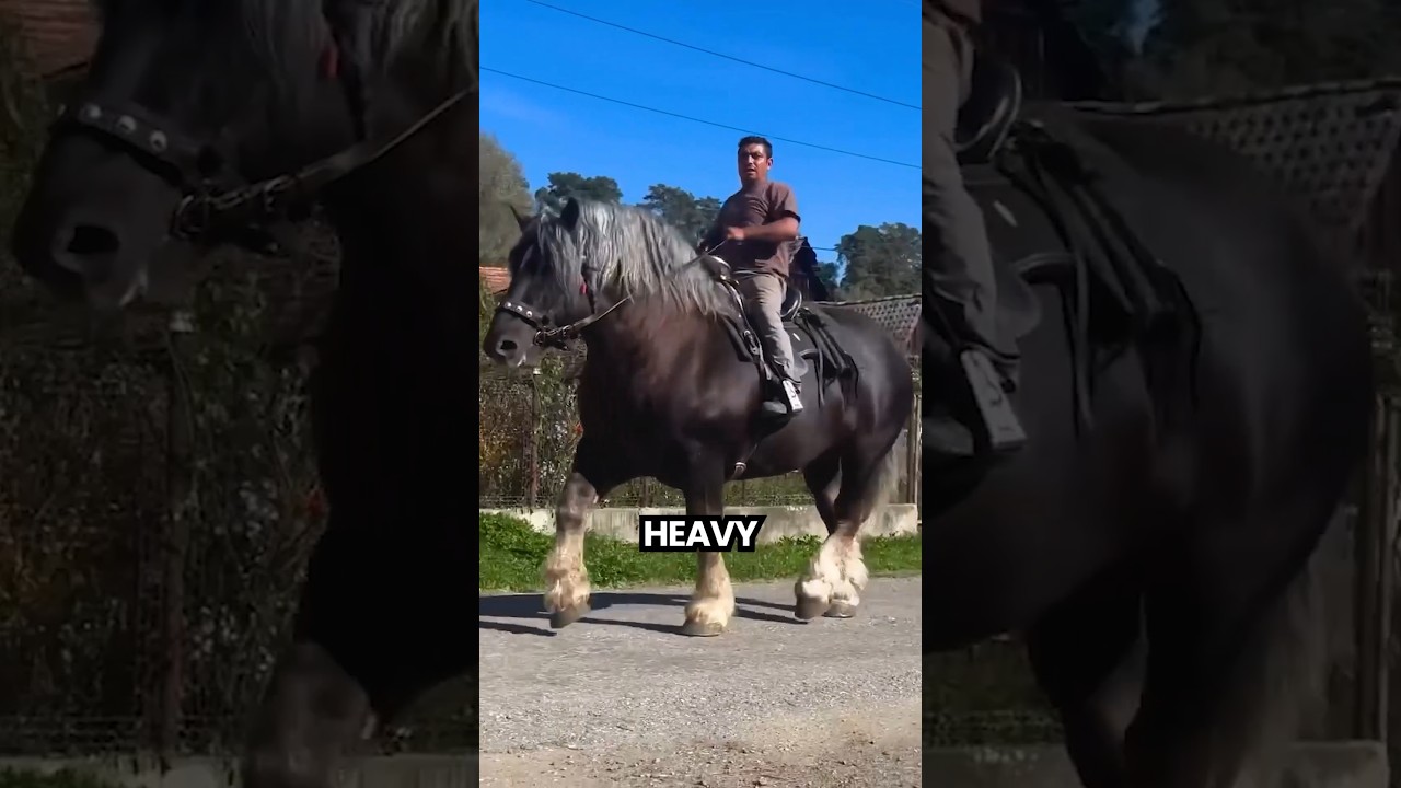 Is This the Biggest Horse Ever?🤯