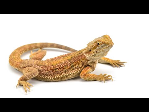 Can Bearded Dragons Eat Blueberries?