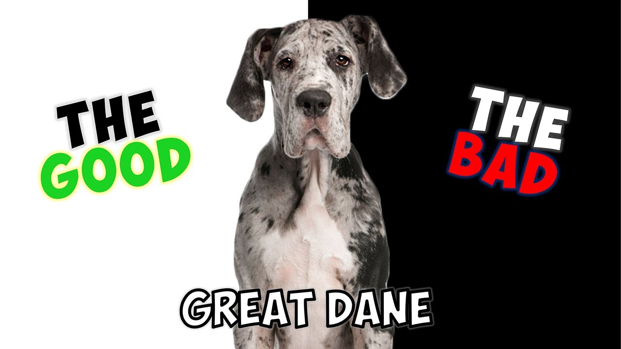 GREAT DANE - PROS & CONS