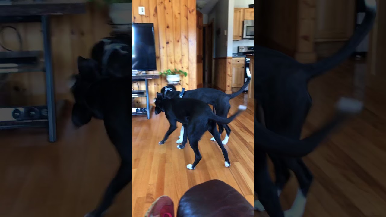 Mountain cur border collie mix