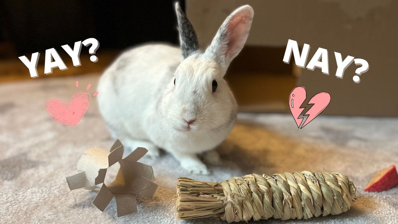 Which Budget Toys Do Rabbits Like? | Bunny Reviews