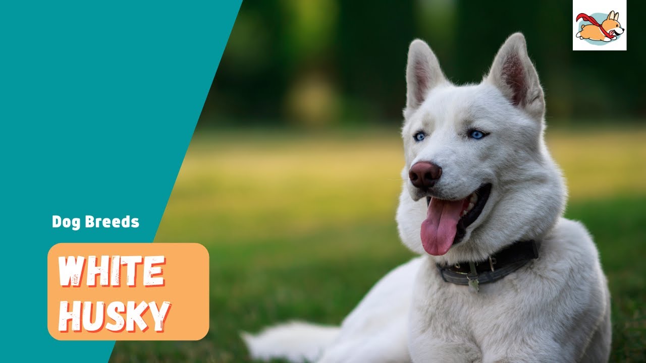 White Husky: Your Guide To The Majestic Pure-White Siberian Husky