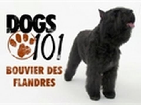 Dogs 101 - Bouvier Des Flandres