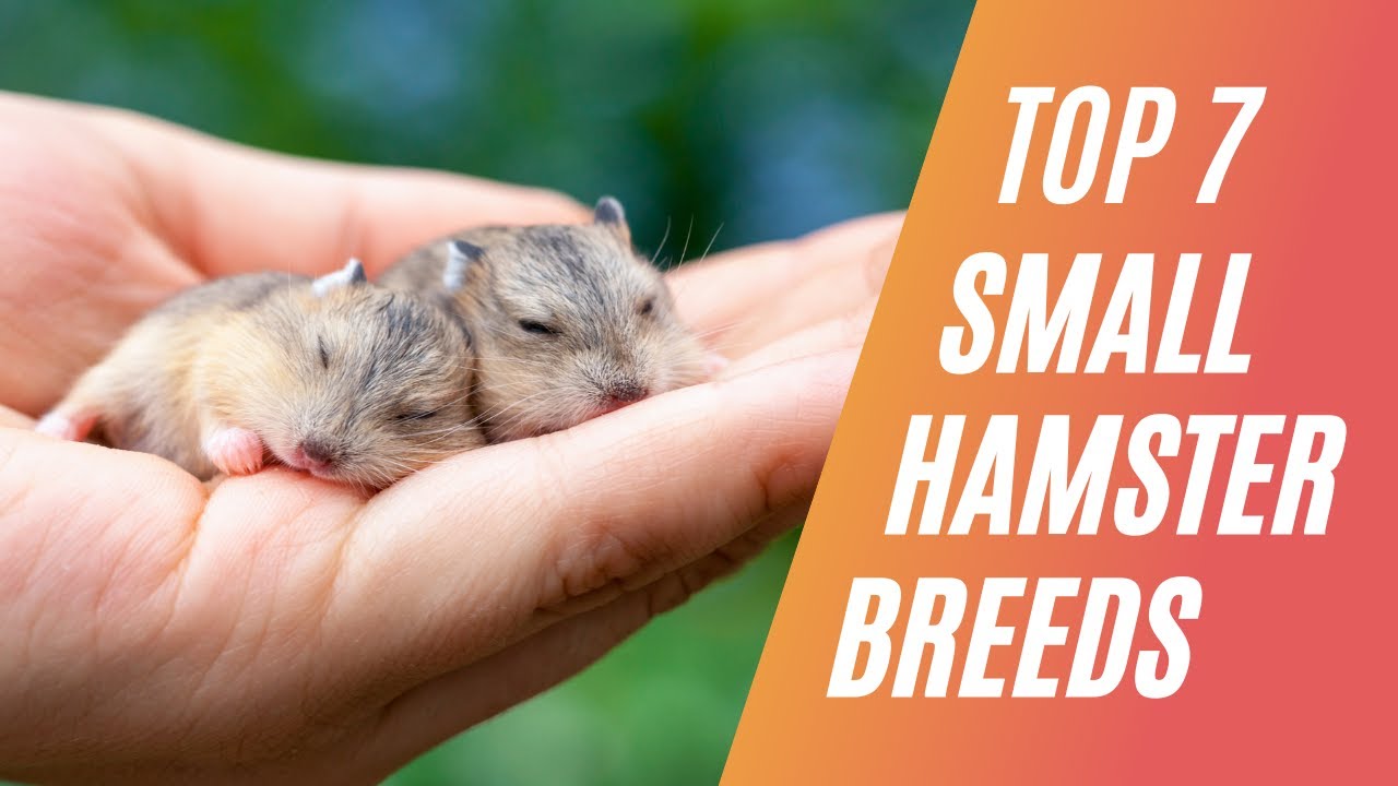 TOP 7 Small Hamster Breeds For Pets | UniquepetsWiki