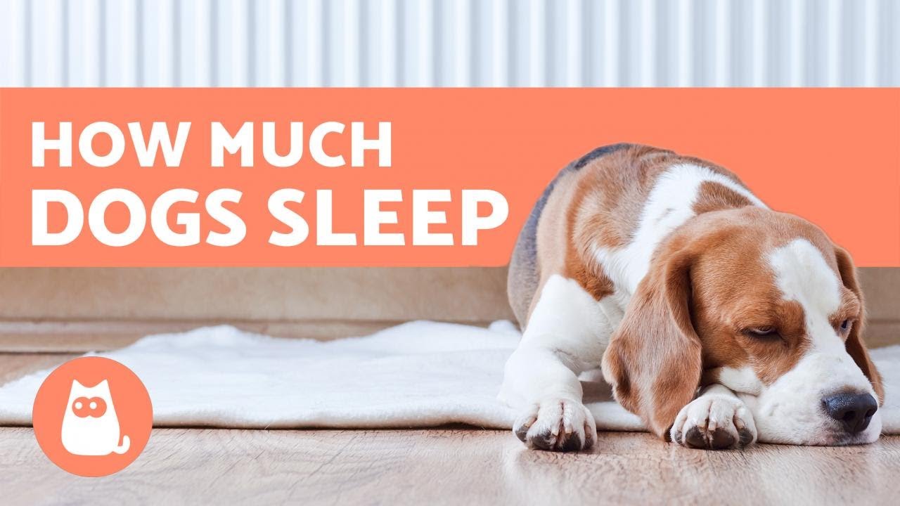How Many Hours a Day Do Dogs Sleep? - Puppies, Adults & Seniors
