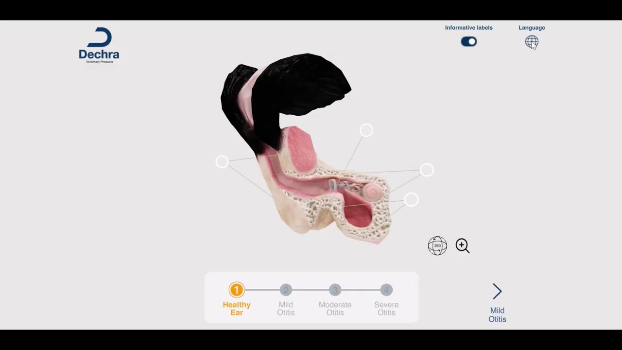 Interactive 4D Ear Model: Anatomy of a Dogs Ear
