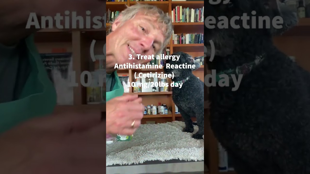 Dog Shaking head and scratching ear? 3 steps to treat at home