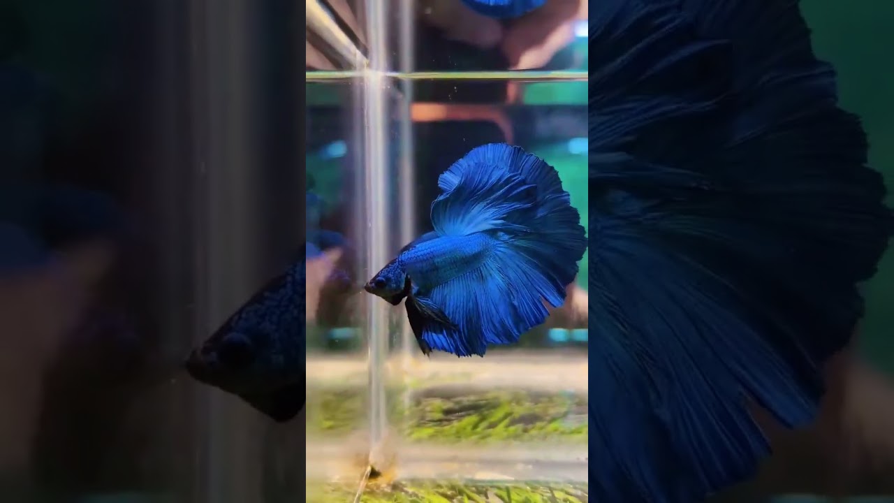 Best in the segment #malebetta #betta #bettafishtank #india #shorts #shop #shoppingvlog #halfmoon