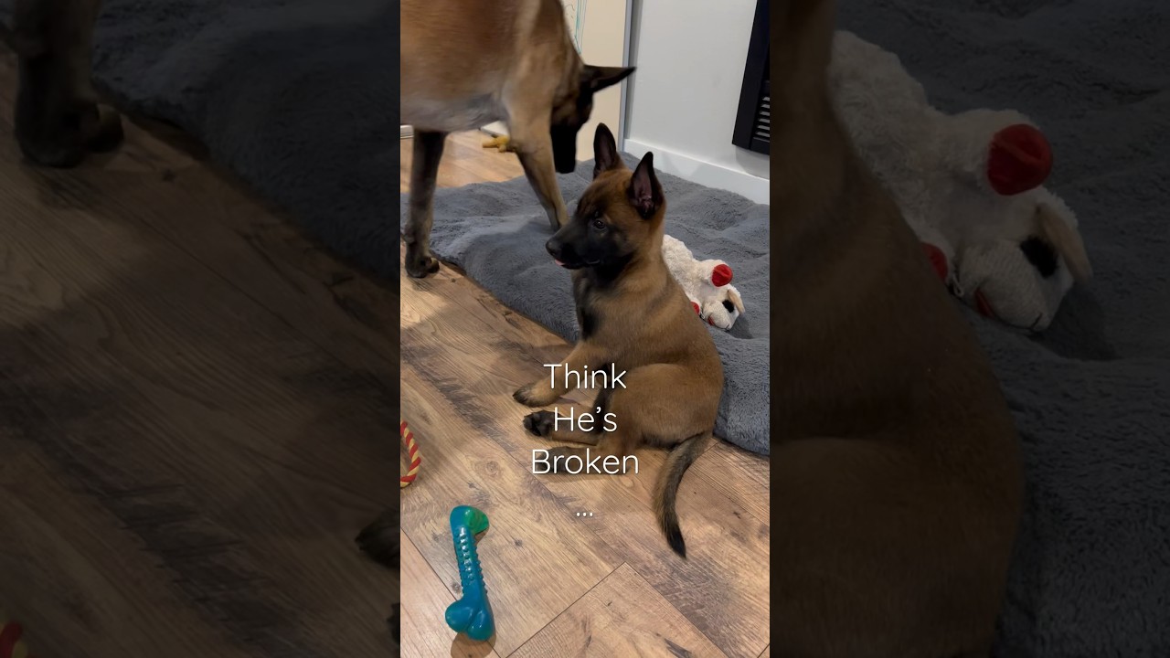 Puppy Is Tired #puppy #doglife #dogfunny