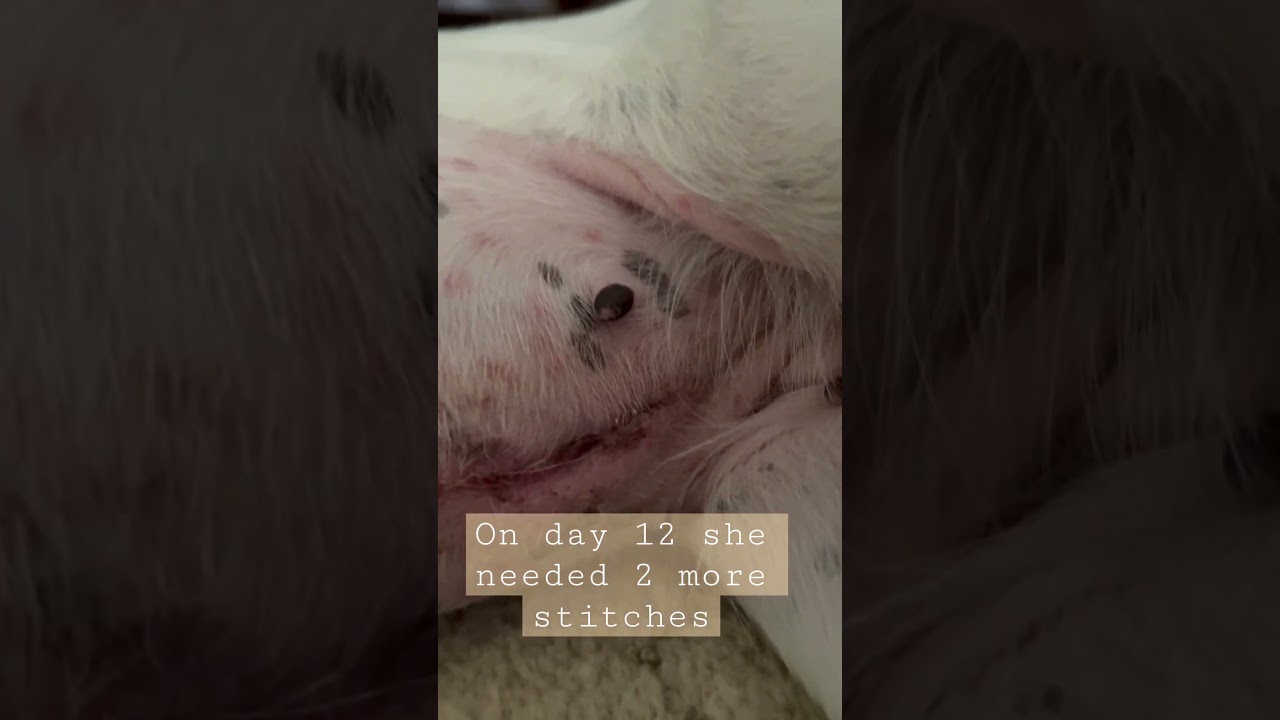 Dog’s Incision After 2 Weeks Of Spaying