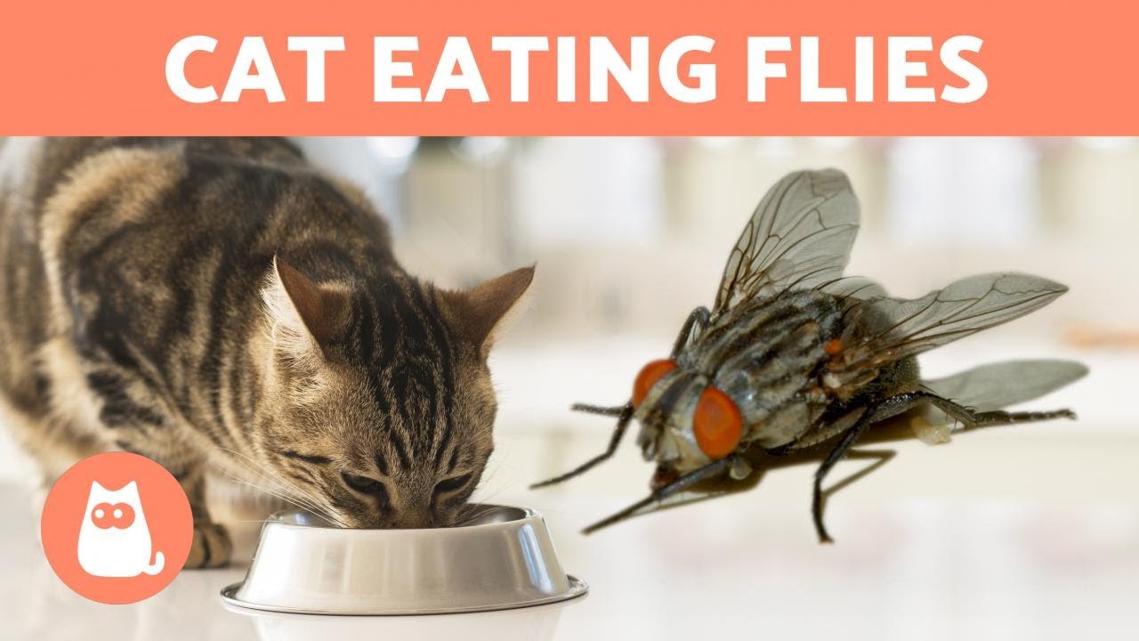 My CAT EATS FLIES 🐱🦟 Is it bad?
