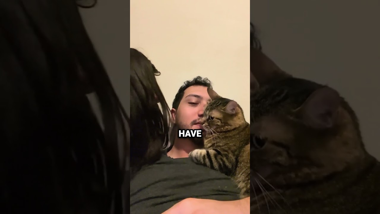 Super Jealous Cat