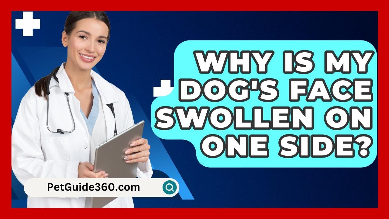 Why Is My Dog's Face Swollen on One Side? - PetGuide360.com