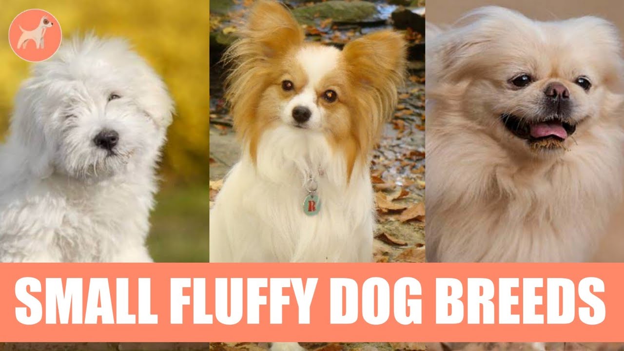 Top 10 Small Fluffy Dog Breeds That Look Like Teddies