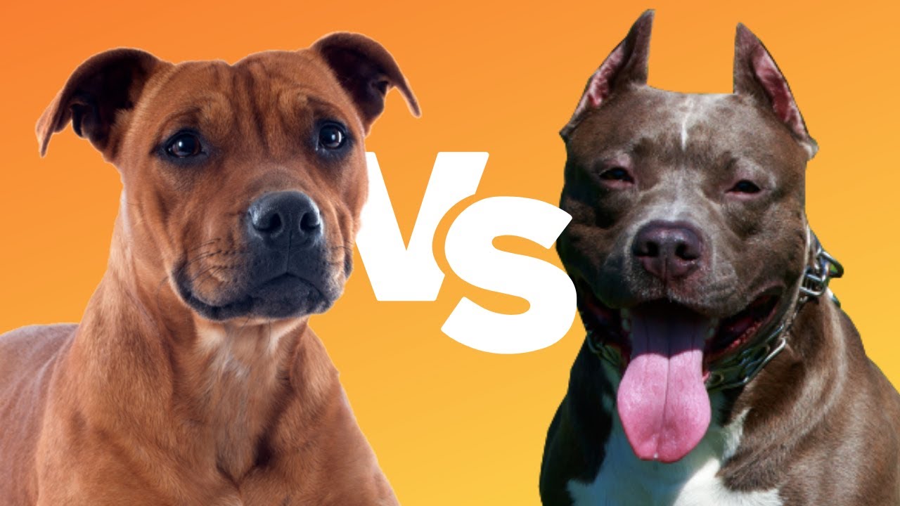 STAFFY VS PITBULL: 4 Ways to Tell Them Apart