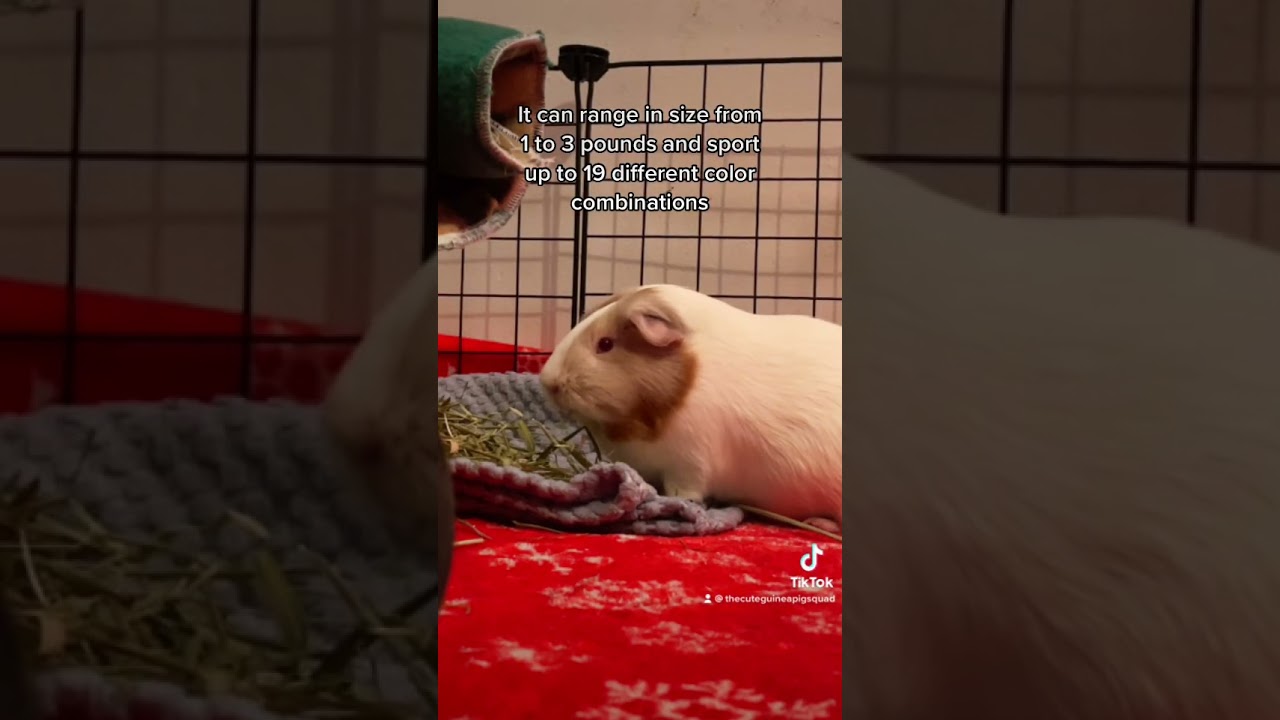 What is an American guinea pig?