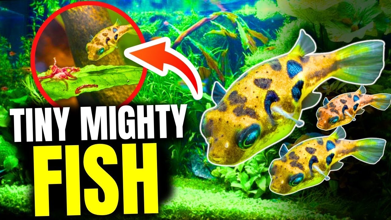The 10 BEST Pea Puffer Tank Mates...