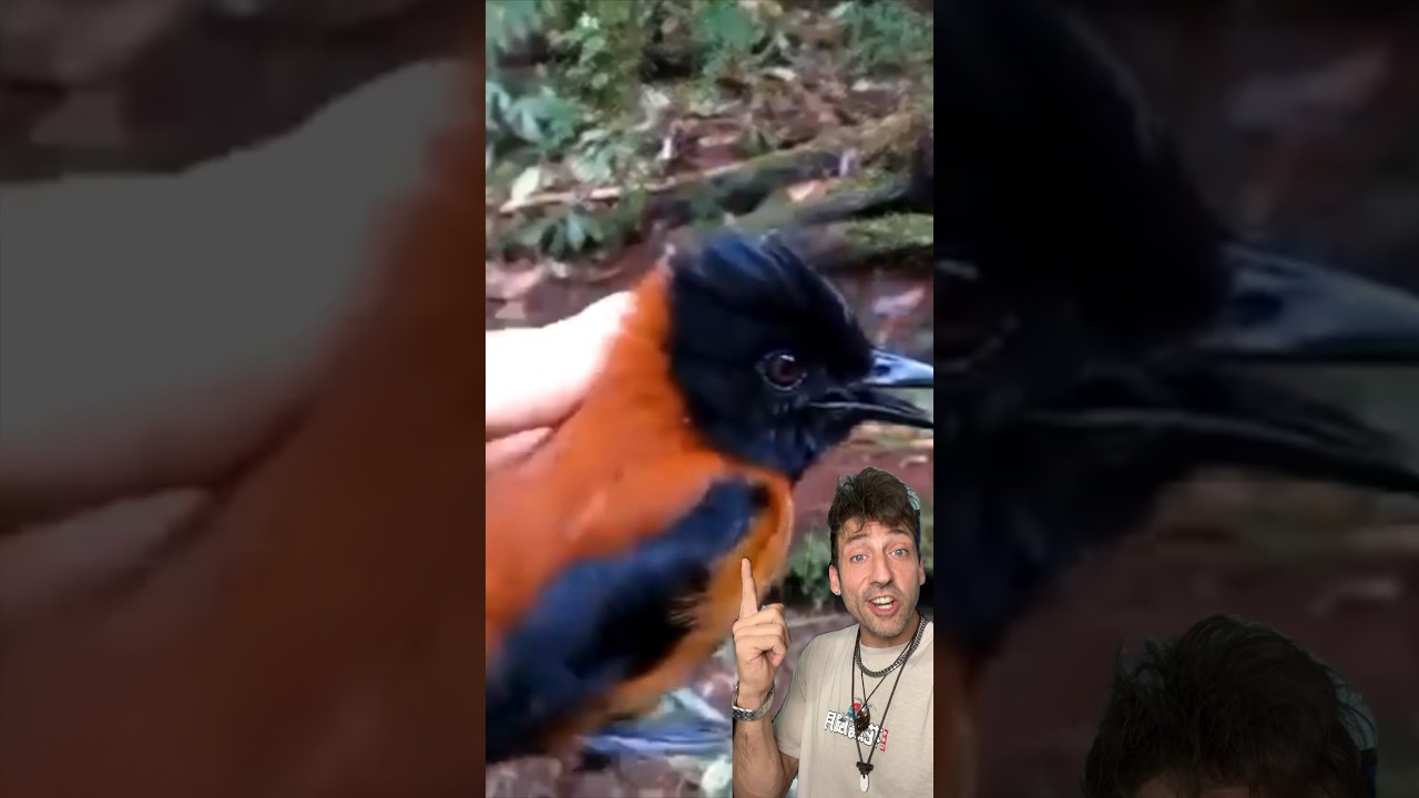 The only poisonous bird in the world 👀